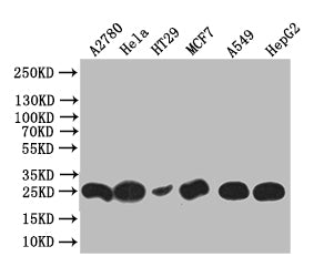 WFDC2 Recombinant Monoclonal Antibody