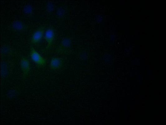 NEUROD1 Recombinant Monoclonal Antibody