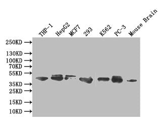 MAPK1/MAPK3 Recombinant Monoclonal Antibody