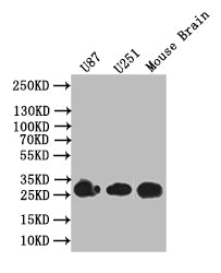 BDNF Recombinant Monoclonal Antibody