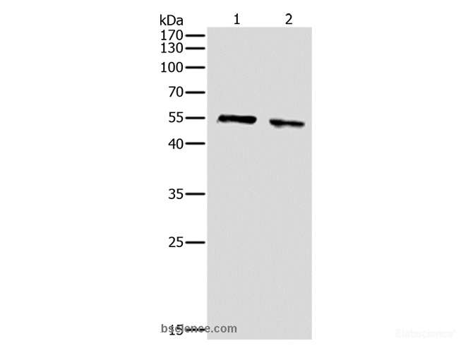 Western Blot analysis of NIH/3T3 and Hela cell using AKT1 Polyclonal Antibody at dilution of 1:500