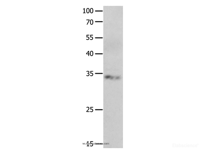 Western Blot analysis of Jurkat cell using RBFOX3 Polyclonal Antibody at dilution of 1:550