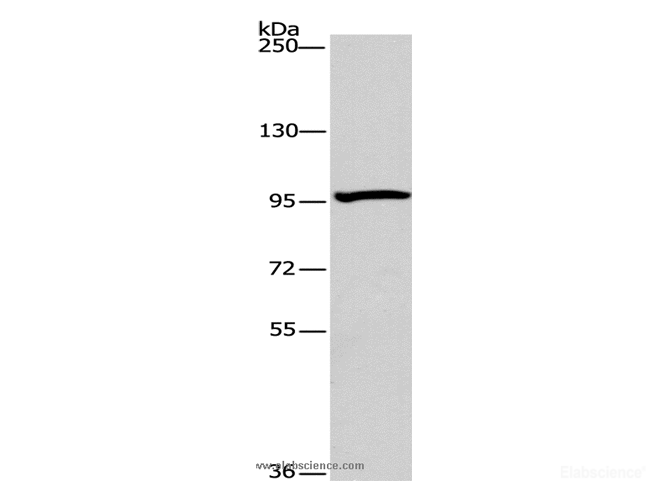 Western Blot analysis of 293T cell using ATG9A Polyclonal Antibody at dilution of 1:240