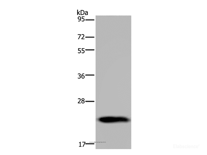 Western Blot analysis of Human placenta tissue using GH2 Polyclonal Antibody at dilution of 1:700