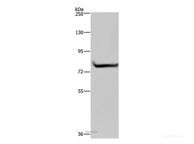 Western Blot analysis of 293T cell using GYS1 Polyclonal Antibody at dilution of 1:300