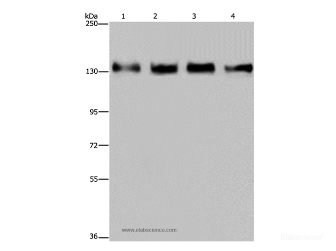 Western Blot analysis of 293T, Hela, A172 and A549 cell using GOLGA2 Polyclonal Antibody at dilution of 1:300