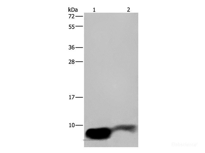 Western Blot analysis of Human fetal brain and Mouse brain tissue using GNG2 Polyclonal Antibody at dilution of 1:350