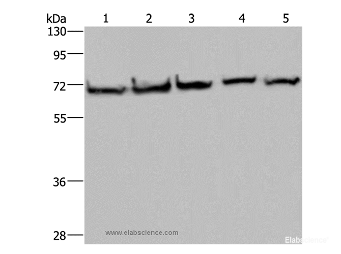 Western Blot analysis of HT-29, A549, 293T, MCF-7 and Hela cell using HSPA9 Polyclonal Antibody at dilution of 1:300