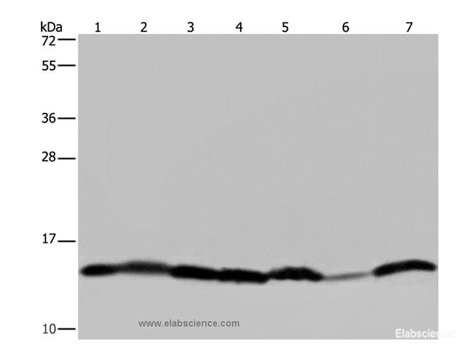 Western Blot analysis of Mouse liver tissue, HepG2, 293T, Hela, Raji, A375 and K562 cell using HIST1H2AH Polyclonal Antibody at dilution of 1:450