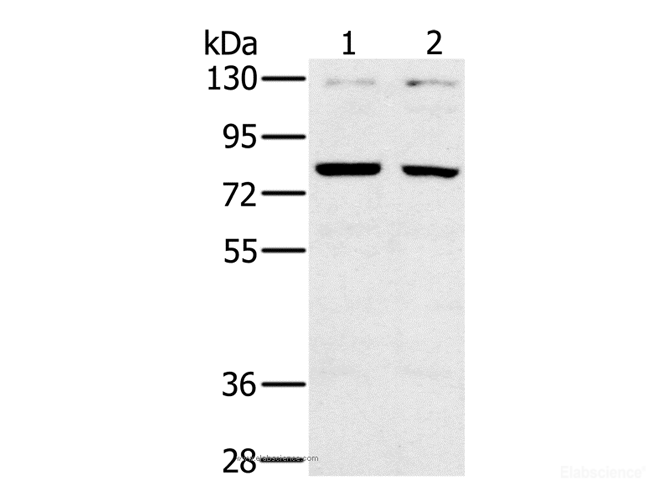 Western Blot analysis of A549 and PC3 cell using CD44 Polyclonal Antibody at dilution of 1:500