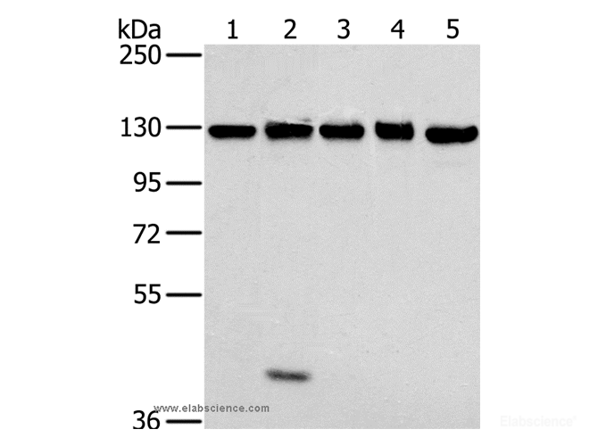 Western Blot analysis of NIH/3T3, 231, hela, K562 and 293T cell using MATR3 Polyclonal Antibody at dilution of 1:400