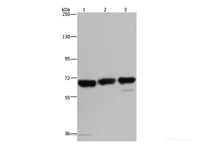 Western Blot analysis of 293T, Jurkat and Hela cell using PCK2 Polyclonal Antibody at dilution of 1:750