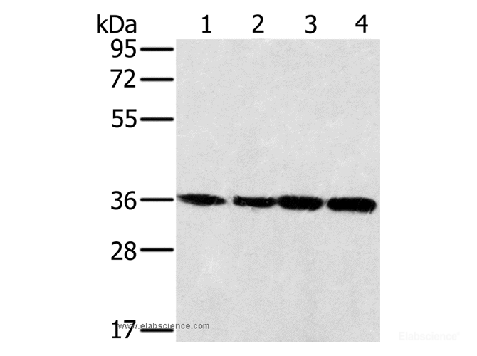 Western Blot analysis of 293T, K562, 231 and hela cell using MRPL39 Polyclonal Antibody at dilution of 1:400