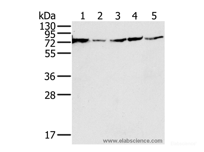 Western Blot analysis of 293T, PC3, hela, Jurkat and Raji cell using NDUFS1 Polyclonal Antibody at dilution of 1:650