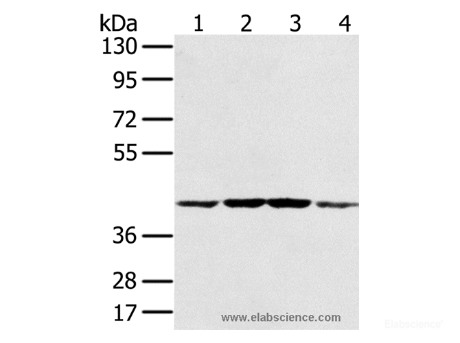 Western Blot analysis of Hela, K562, Raji and Jurkat cell using PAICS Polyclonal Antibody at dilution of 1:550