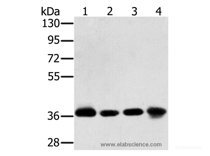 Western Blot analysis of Huvec and 293T cell, hepg2 cell and Mouse liver tissue using CLP36 Polyclonal Antibody at dilution of 1:600