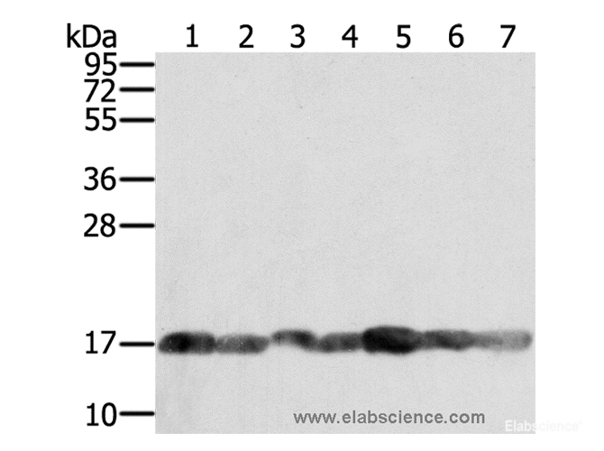 Western Blot analysis of PC3, Raji, NIH/3T3, K562, hela, hepg2 and Jurkat cell using PPIA Polyclonal Antibody at dilution of 1:400