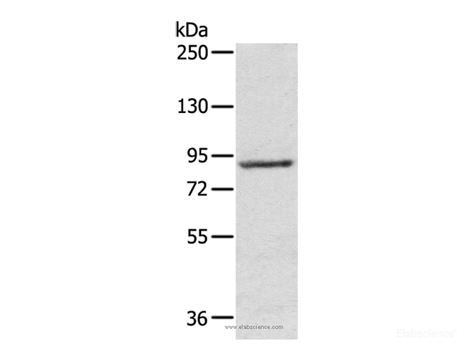 Western Blot analysis of 231 cell using RPS6KA1 Polyclonal Antibody at dilution of 1:800