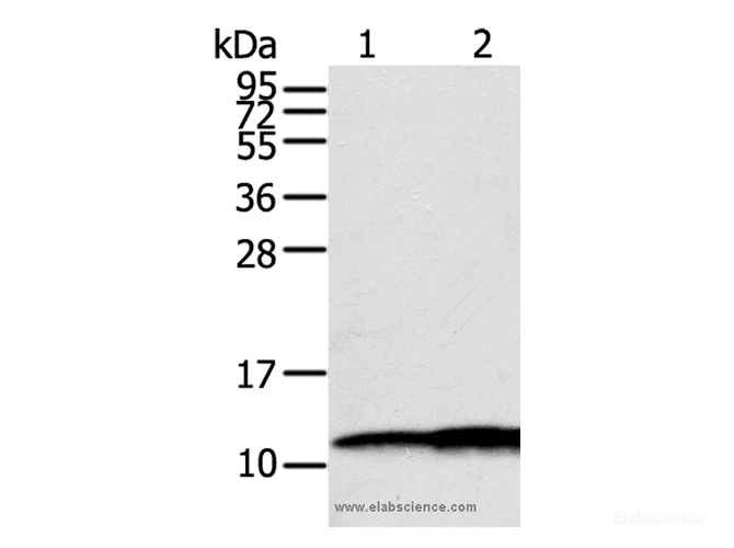 Western Blot analysis of Hepg2 and A549 cell using S100A11 Polyclonal Antibody at dilution of 1:600