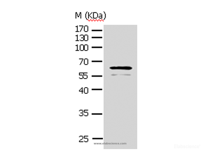 Western Blot analysis of NIH/3T3 cell using AKT1 Polyclonal Antibody at dilution of 1:500