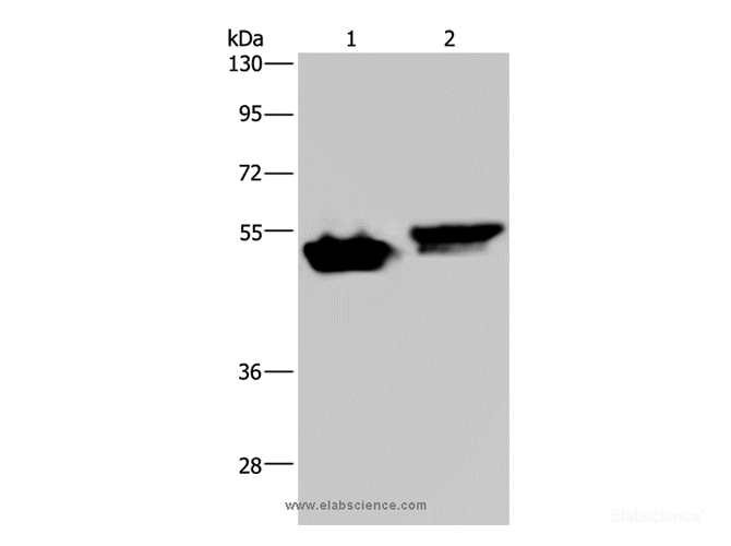 Western Blot analysis of Raji and Hela cell using AVEN Polyclonal Antibody at dilution of 1:200