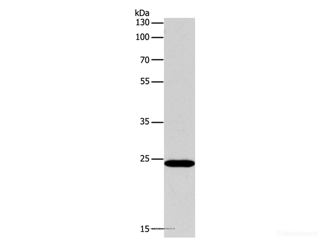 Western Blot analysis of Hela cell using BCL2 Polyclonal Antibody at dilution of 1:650