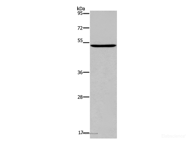 Western Blot analysis of Raji cell using PTGER4 Polyclonal Antibody at dilution of 1:450