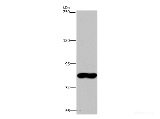 Western Blot analysis of Hela cell using FAF1 Polyclonal Antibody at dilution of 1:400