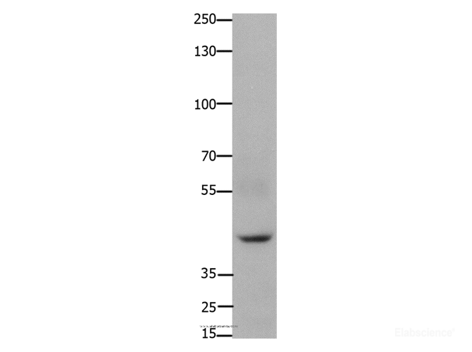 Western Blot analysis of 293T cell using FOXD3 Polyclonal Antibody at dilution of 1:650