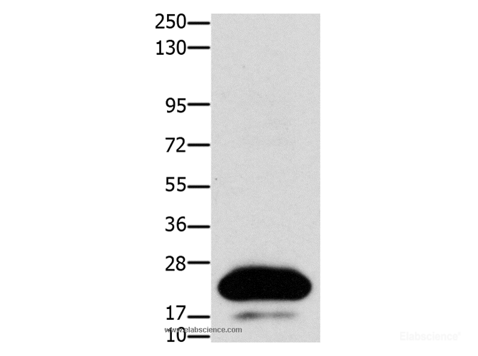 Western Blot analysis of HT-29 cell using Claudin 4 Polyclonal Antibody at dilution of 1:1100