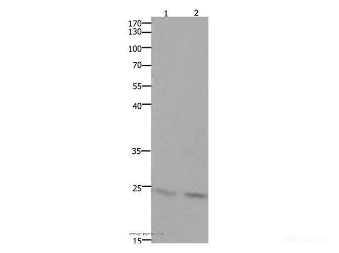Western Blot analysis of Mouse lung and brain tissue using HMGB3 Polyclonal Antibody at dilution of 1:700