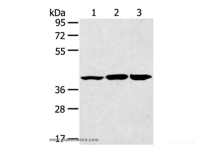 Western Blot analysis of Raw264.7 cell, Mouse brain and heart tissue using JNK2 Polyclonal Antibody at dilution of 1:200