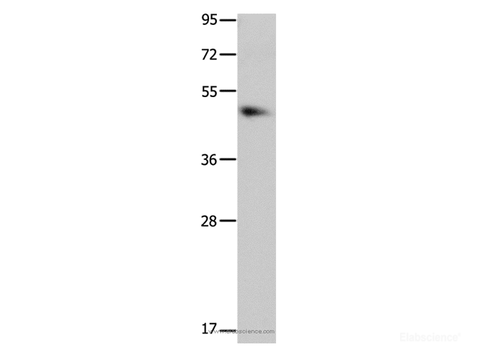 Western Blot analysis of NIH/3T3 cell using MTNR1A Polyclonal Antibody at dilution of 1:1700