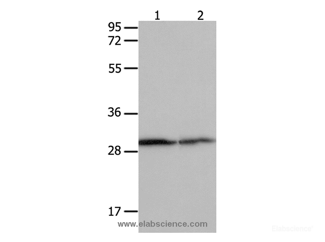 Western Blot analysis of Hela cell and Mouse kidney tissue  using 14-3-3 beta/alpha Polyclonal Antibody at dilution of 1:550