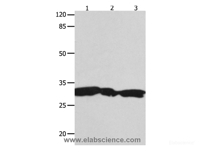 Western Blot analysis of Hela, 293T and Jurkat cell   using YWHAG Polyclonal Antibody at dilution of 1:1800