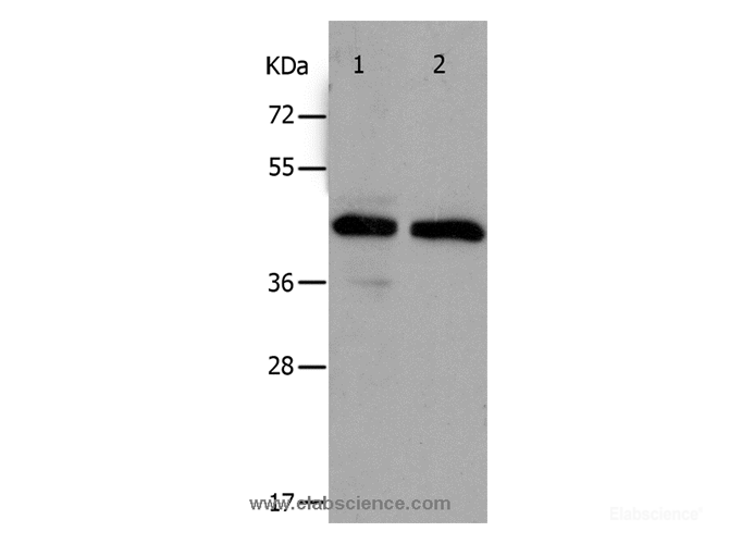 Western Blot analysis of Hela and A549 cell using PAWR Polyclonal Antibody at dilution of 1:400