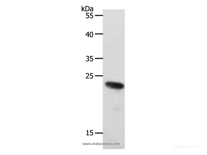 Western Blot analysis of 231 cell using RAMP2 Polyclonal Antibody at dilution of 1:650