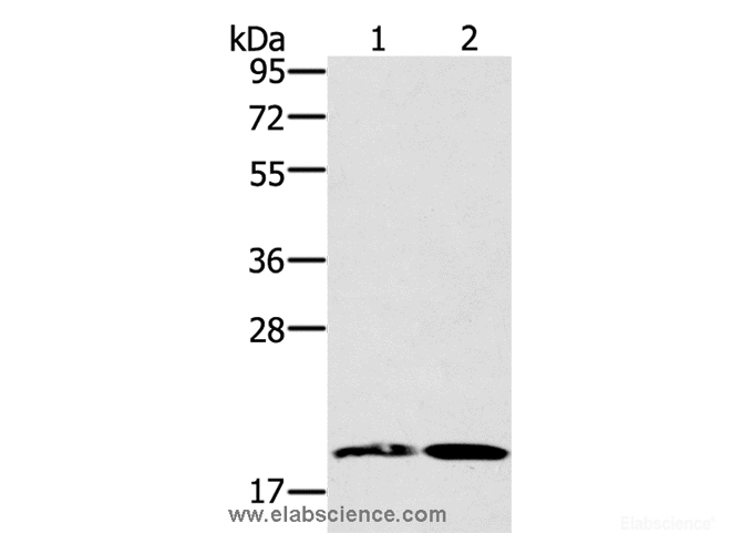 Western Blot analysis of Mouse heart and liver tissue using GDF2 Polyclonal Antibody at dilution of 1:200