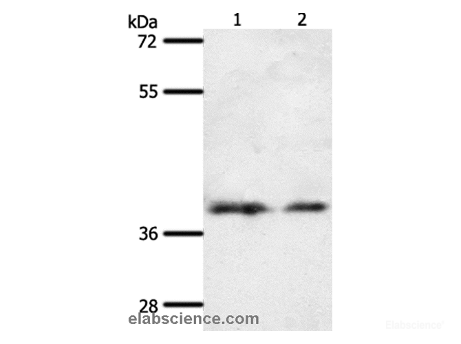 Western Blot analysis of 293T and hela cell using SSTR1 Polyclonal Antibody at dilution of 1:500