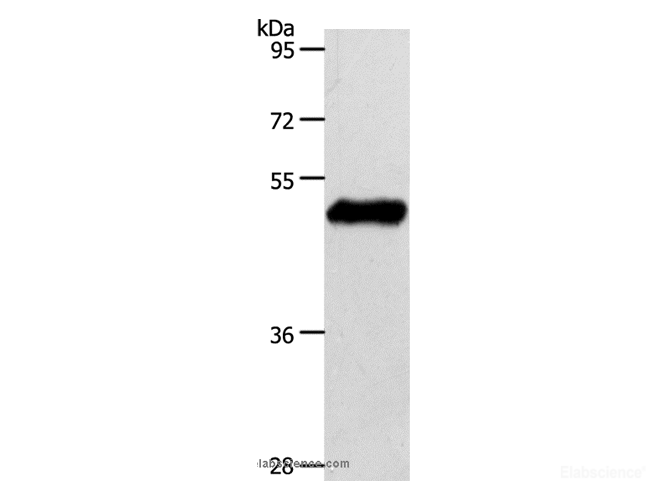Western Blot analysis of Mouse brain tissue using EDG1 Polyclonal Antibody at dilution of 1:750