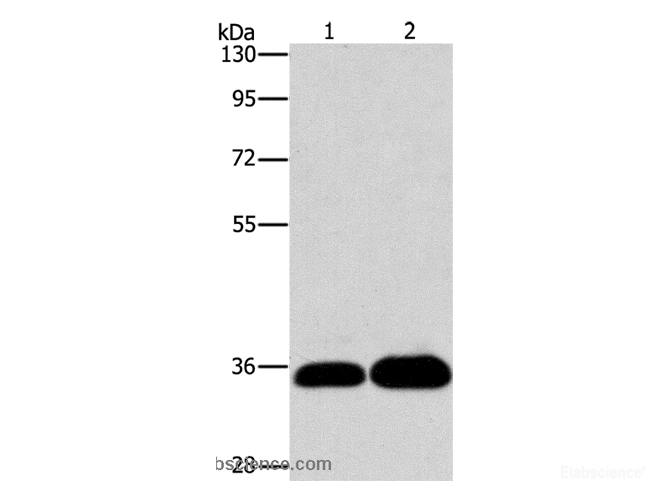 Western Blot analysis of K562 and 293T cell using LIN28B  Polyclonal Antibody at dilution of 1:550