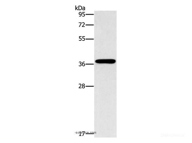 Western Blot analysis of HepG2 cell using MARC1 Polyclonal Antibody at dilution of 1:1400