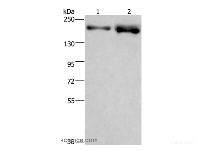 Western Blot analysis of LoVo and NIH/3T3 cell using BRD4 Polyclonal Antibody at dilution of 1:500