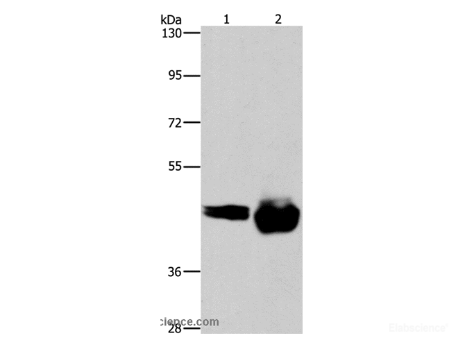 Western Blot analysis of A549 and Raji cell using CD38 Polyclonal Antibody at dilution of 1:520