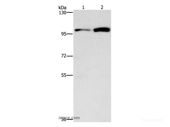 Western Blot analysis of HepG2 and K562 cell using CDC27 Polyclonal Antibody at dilution of 1:750