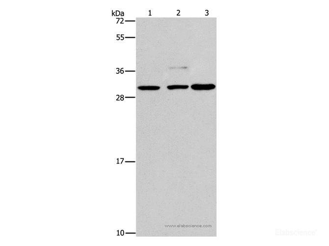 Western Blot analysis of Lovo, Raji and A172 cell using CRKL Polyclonal Antibody at dilution of 1:600