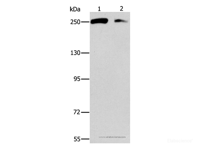 Western Blot analysis of Lovo and 293T cell using EIF4G1 Polyclonal Antibody at dilution of 1:450