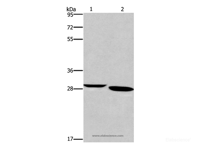 Western Blot analysis of Mouse brain tissue and A172 cell using NRG1 Polyclonal Antibody at dilution of 1:650