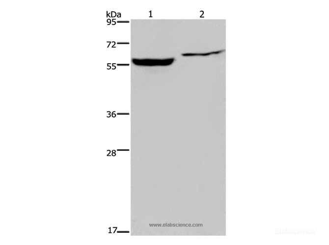 Western Blot analysis of Raji and 293T cell using IMPDH1 Polyclonal Antibody at dilution of 1:500