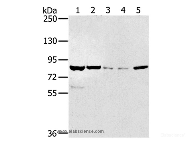 Western Blot analysis of HT-29 and hela cell, Mouse liver tissue, A549 and Jurkat cell using SIK1 Polyclonal Antibody at dilution of 1:250